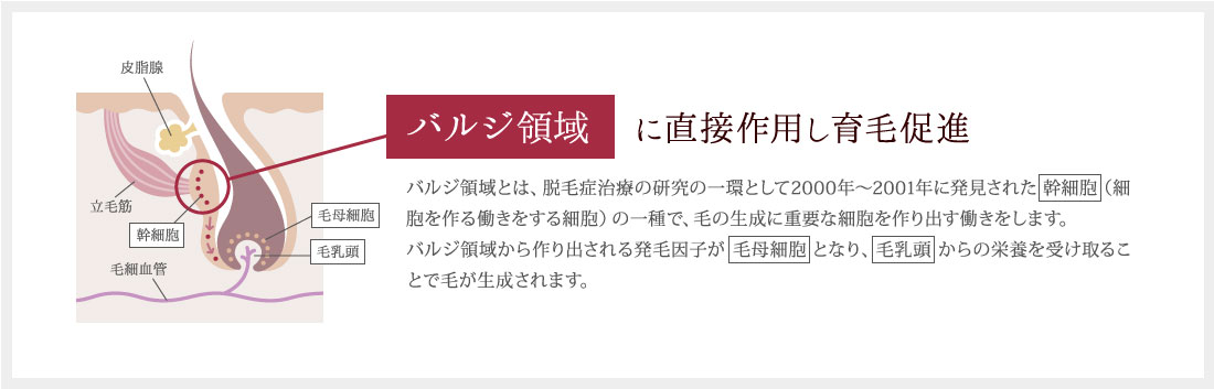 バルジ領域に直接作用し育毛促進