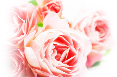 薔薇