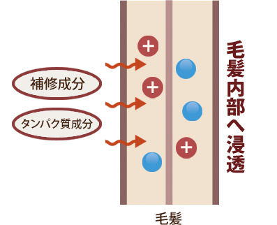 図：毛髪内部へ浸透